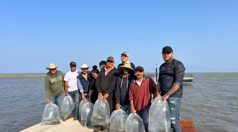 Siembra de Crías de Tilapia: Ejido Modelo y Atracadero